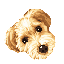 DAWG Tools logo